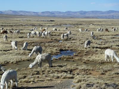 Lamas im Nationalpark
